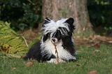 CHIEN NU CHINOIS 254